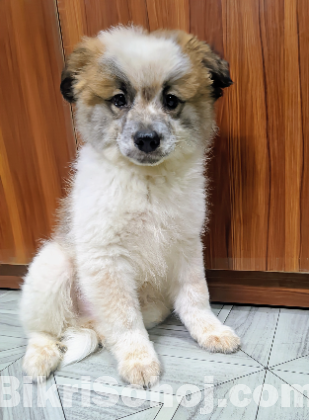 German Spitz - pure breed